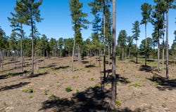 Lot 3 Christanna Highway, Lawrenceville, VA 23868