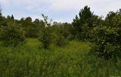 TBD-9.5 ac Saint Nicholas, Rock, MI 49880