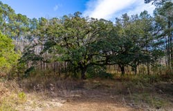 112 Wright Lane, Goose Creek, SC 29445