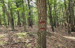 6.47 ACRES BURD LANE, AUGUSTA, WV 26704