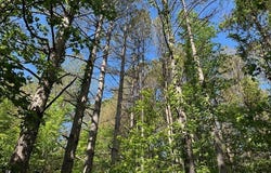 Hwy 11, Red Bay, AL 35882