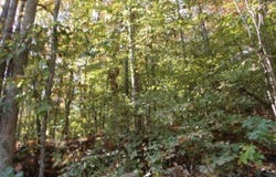 8.60ac Moss Arcot Rd, Celina, TN 38551