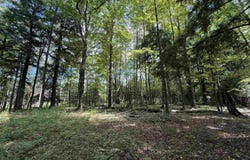 38.14 Acres US Highway 2, Gulliver, MI 49840