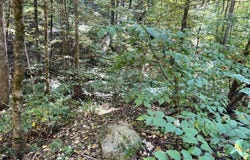 1875 Dyer Hollow Road, Mohawk, TN 37810