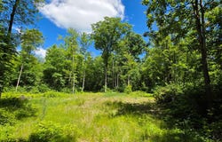 N11478 COTTAGE RD, Tomahawk, WI 54487