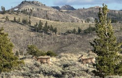 TBD, Big Timber, MT 59011