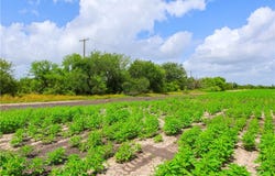 WBD N Hwy 281, Alice, TX 78332