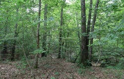 T.B.D. Slay Rd., Olla, LA 71465