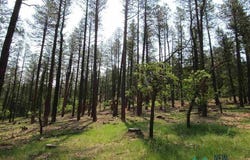 474849 CAMINO FACIL, Rociada, NM 87742