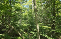 TBD Ravenswood, L'Anse, MI 49946