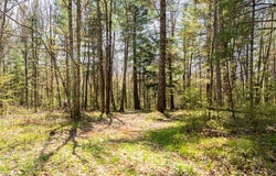 0 Squaw Point Road, Holcombe, WI 54745