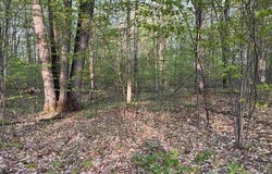 000 PAR-KING DRIVE, CUSTER TWP, MI 49615
