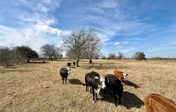 County Road 656, Thornton, TX 76687