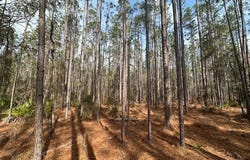 US Hwy 129, Bell, FL 32619