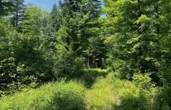 20 acres Brown Deer, Big Bay, MI 49808