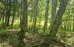 County Road H-33, Curtis, MI 49820