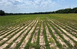 COUNTY ROAD 13 (84+- ACRES), Headland, AL 36345