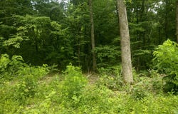 Mcitire LN, Mountain View, AR 72560