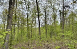 000 Highway D, Van Buren, MO 63965