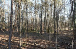 Pamela Lane, Laurens, SC 29360