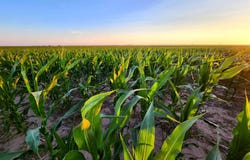 TBD 300th Ave, Nekoma, KS 67559