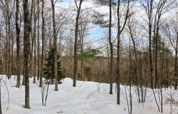 184 Schoolhouse Rd, Jamaica, VT 05343