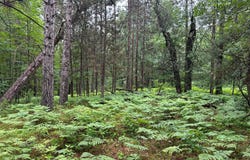 Lot 16 DADS LAKE RD, Eagle River, WI 54521