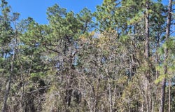 NE 137TH Avenue, WILLISTON, FL 32696