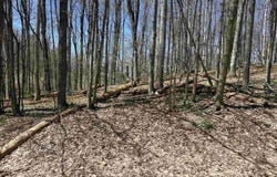 Lot 38 Courchevel Lane, Bellaire, MI 49615