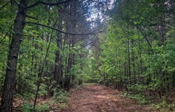 TOMMY MCGOUGH Rd, Carbon Hill, AL 35549