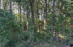 Hamburg, AR 71646-9998