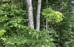 2 Acres Holly Creek Road, Celina, TN 38551