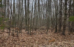 45 Scott Road, Greenbush, MI 48738