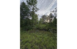 NE 124TH Terrace, WILLISTON, FL 32696
