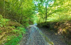 Tbd Banks Fork Road, Campton, KY 41301