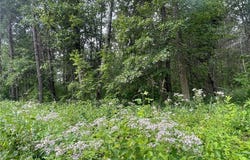 Lot 4 Patriot Ave, Pequot Lakes, MN 56472