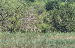 904 CANYON Parkway, Canyon, TX 79015