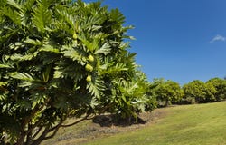 73-1395 KAUKAHOKU RD, Kailua-Kona, HI 96740