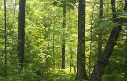 Fern Street, Hale, MI 48739