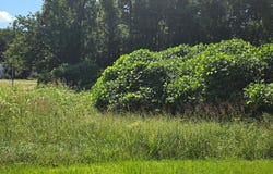 Lunenburg Avenue lot: 5 6 7, Victoria, VA 23974