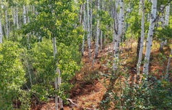 2919 S GREEN BRIAR Way, Heber City, UT 84032