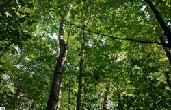 V/L Forestgrove Drive, Elmira, MI 49730