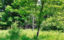 TBD DE TARS, CHARLEVOIX, MI 49720
