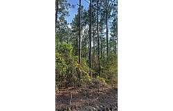 363 Acres FL-85, Laurel Hill, FL 32567