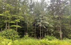 On CTH N, Glidden, WI 54527