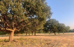 Tbd County Road 4410, Commerce, TX 75428