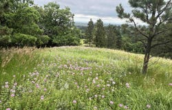 Lot 30 Summit Pass, Whitewood, SD 57793