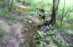 Butler Drive, Neeses, SC 29107