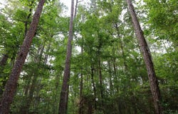TBD Crain Rd., Columbia, LA 71435