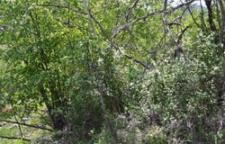 Chief Joseph WAY, Imnaha, OR 97842